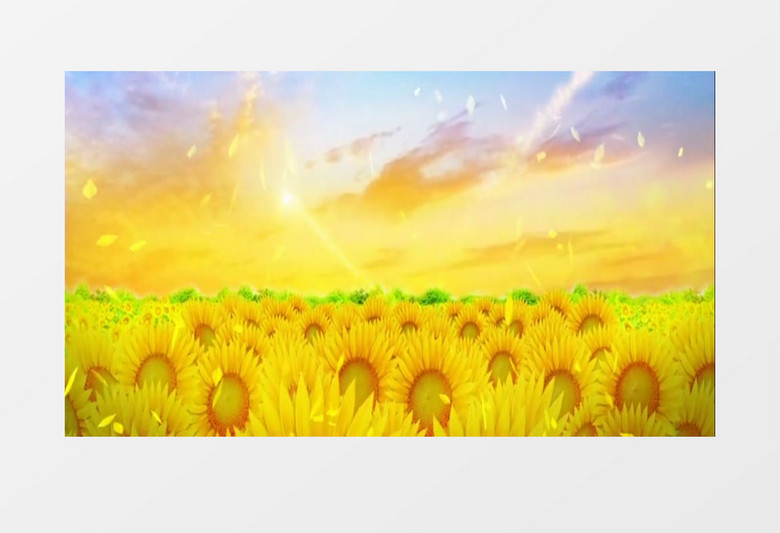 大气磅礴金色向日葵视频素材