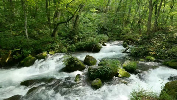 森林树林流水河流背景视频素材