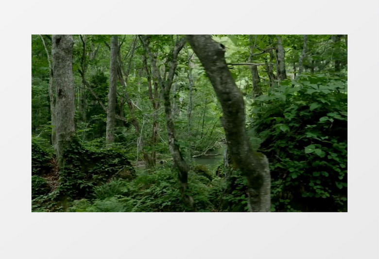 生气勃勃绿色森林树林背景视频素材