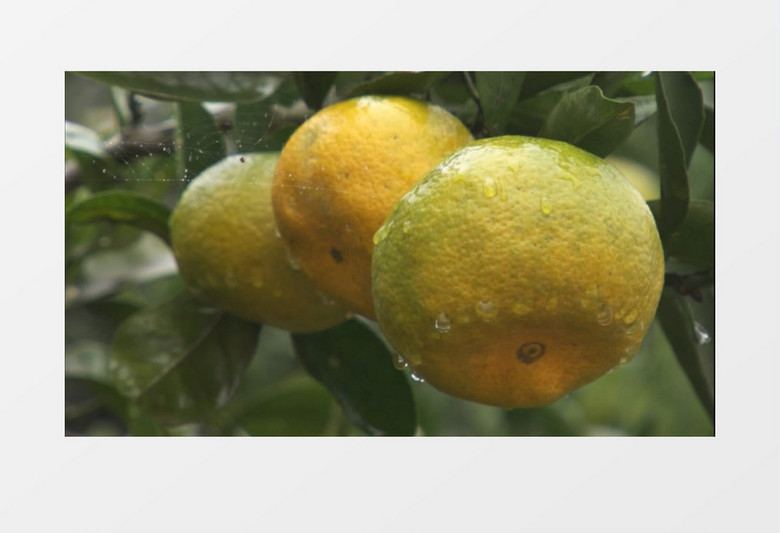 绿色水果果园橘子实拍视频素材