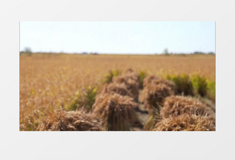 秋天水稻成熟远景实拍视频素材