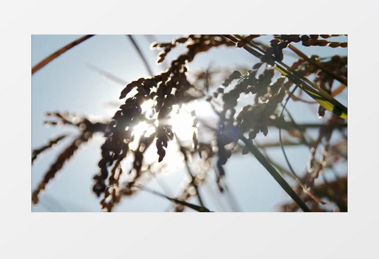 太阳下水稻成熟实拍视频素材