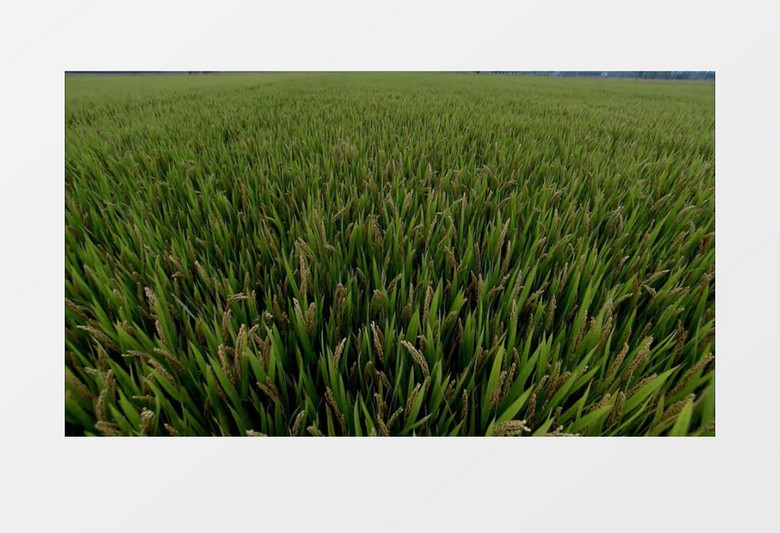 绿色有机稻田实拍视频素材