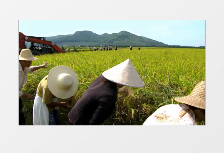 水稻成熟稻田收割实拍视频素材