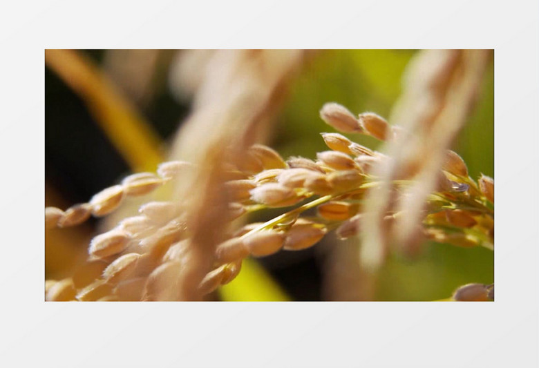 金黄成熟水稻特写实拍视频素材