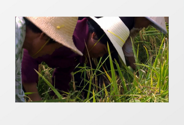 农民农田收割水稻特写实拍视频素材