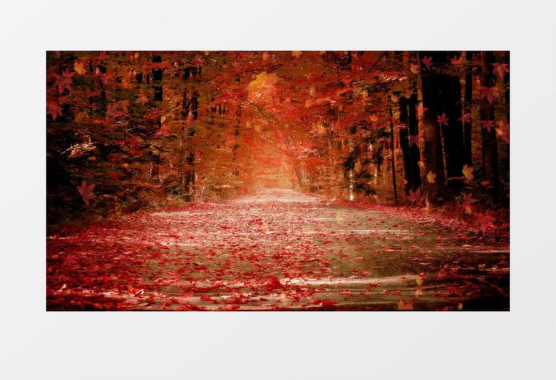 深秋枫树林里漫天红叶飘飘视频素材