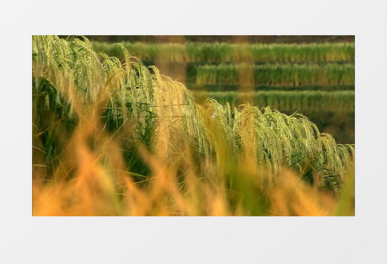 秋季金黄水稻美丽景色实拍视频素材