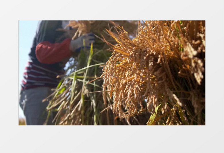 秋季金黄水稻丰收实拍视频素材
