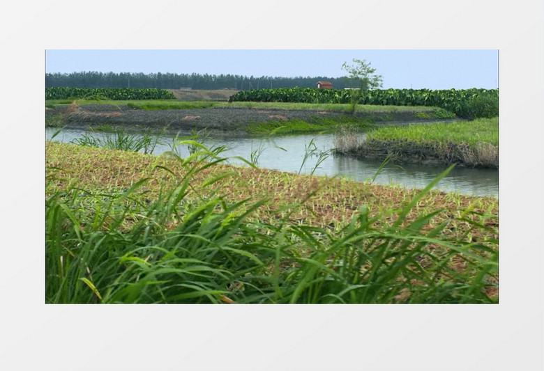 绿色有机农作物田地实拍视频素材