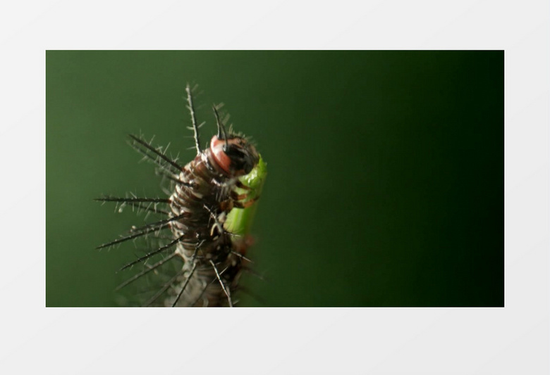 特写昆虫啃咬植物实拍视频素材