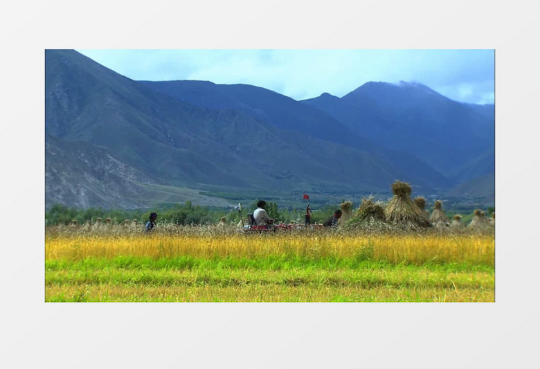 金黄水稻收割机拖拉机实拍视频素材