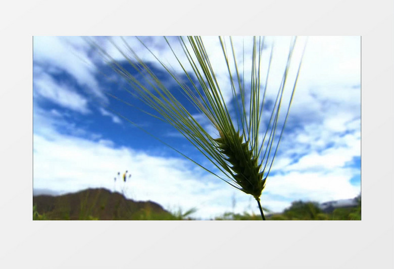 蓝天白云水稻特写实拍视频素材