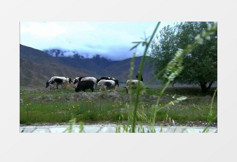 农民放牧放牛实拍视频素材
