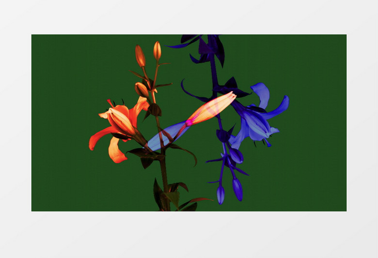 美丽百合花绽放背景视频素材