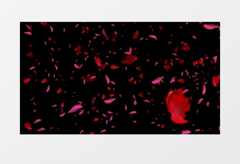 动画动态玫瑰花飘落背景视频素材