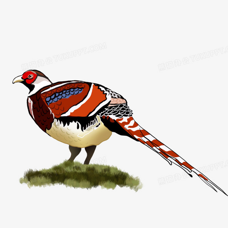 手绘卡通珍稀动物白颈长尾雉元素