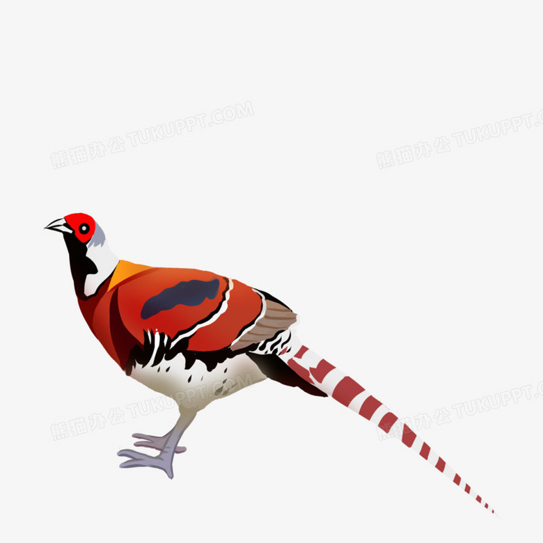 卡通手绘白颈长尾雉元素