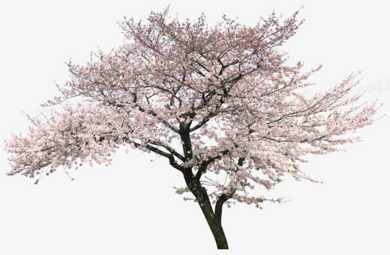立体樱花树免抠装饰png图片素材下载
