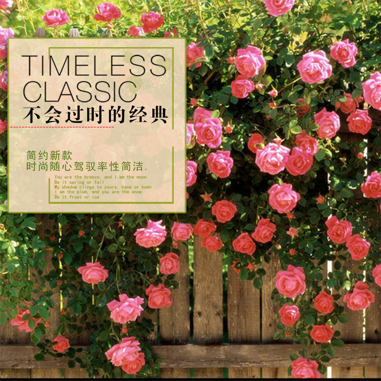 篱笆上的蔷薇花背景图片素材免费下载 蔷薇花背景 800 800像素 熊猫办公
