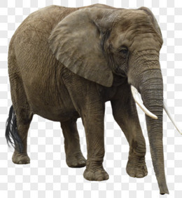 动物图片素材 动物大象