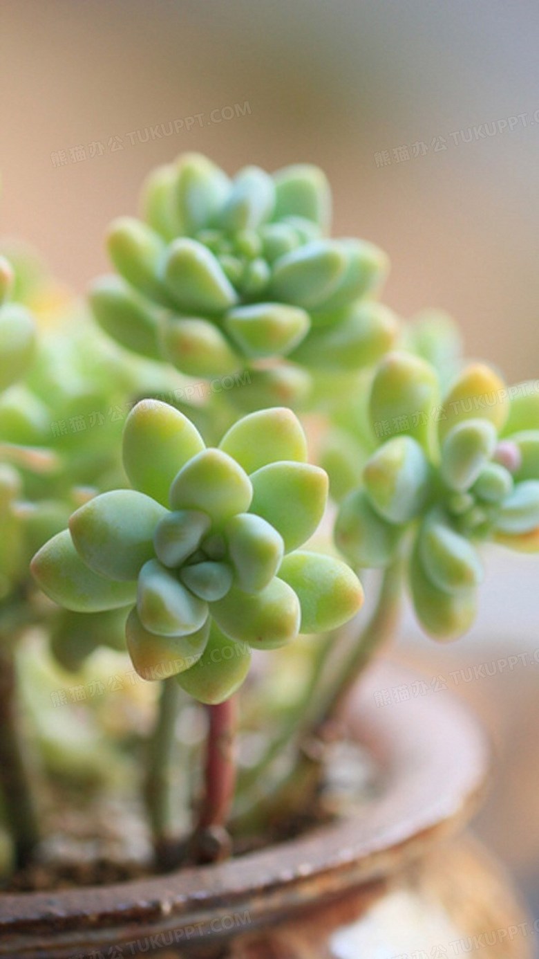 可爱的多肉植物手机壁纸背景图片素材免费下载 可爱背景 1080 19像素 熊猫办公