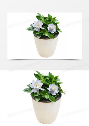 盆栽花图 288x407