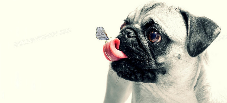 狗狗背景背景图片素材免费下载 熊猫办公