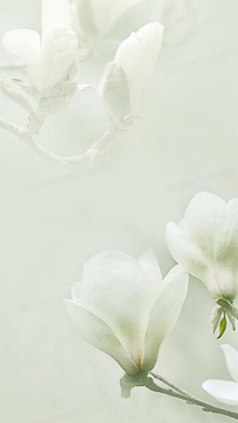 白色木兰花淡雅背景背景图片素材免费下载 白色背景背景 1080 19像素 熊猫办公 白色木兰花淡雅背景背景图片素材免费下载 白色背景背景 1080 19像素 熊猫办公