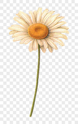 鲜花海报背景抽象花朵图片 一枝太阳花