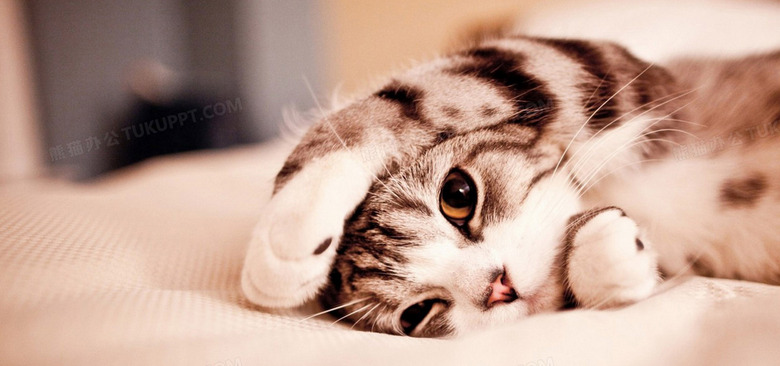 可爱萌猫摄影背景背景图片素材免费下载 可爱背景 19 900像素 熊猫办公