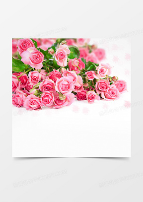 唯美玫瑰花背景图背景图片素材免费下载 熊猫办公