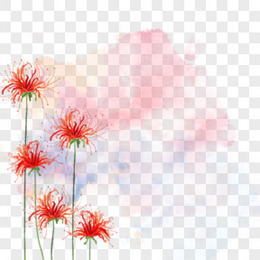 彼岸花图片 彼岸花素材 彼岸花png大全下载 熊猫办公