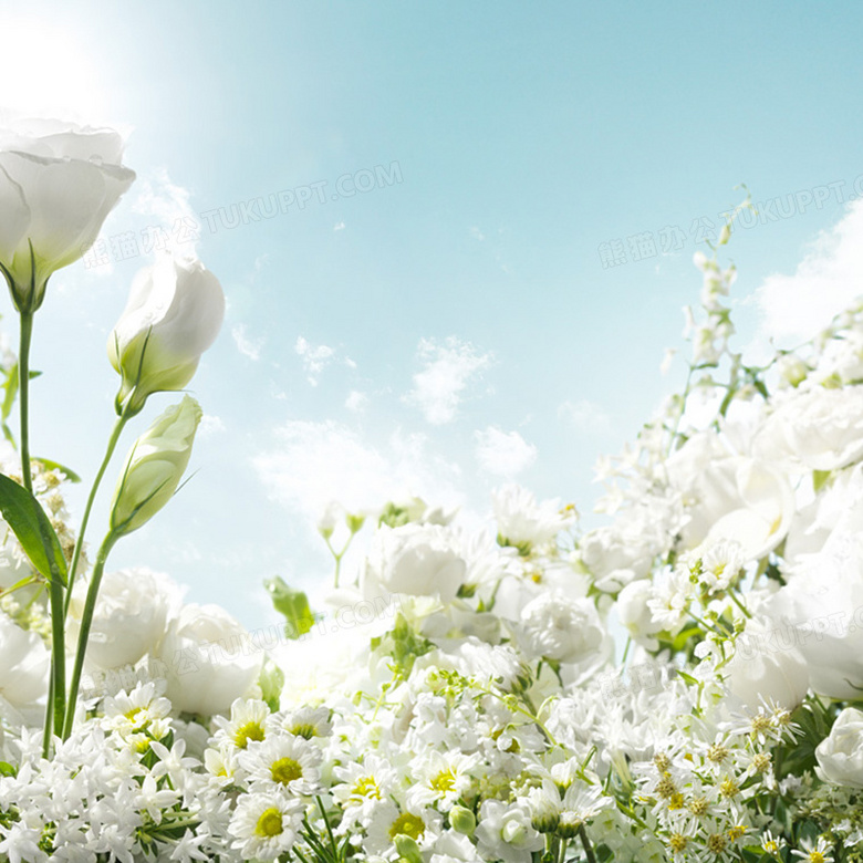 唯美白花背景背景图片素材免费下载 白花背景 800 800像素 熊猫办公