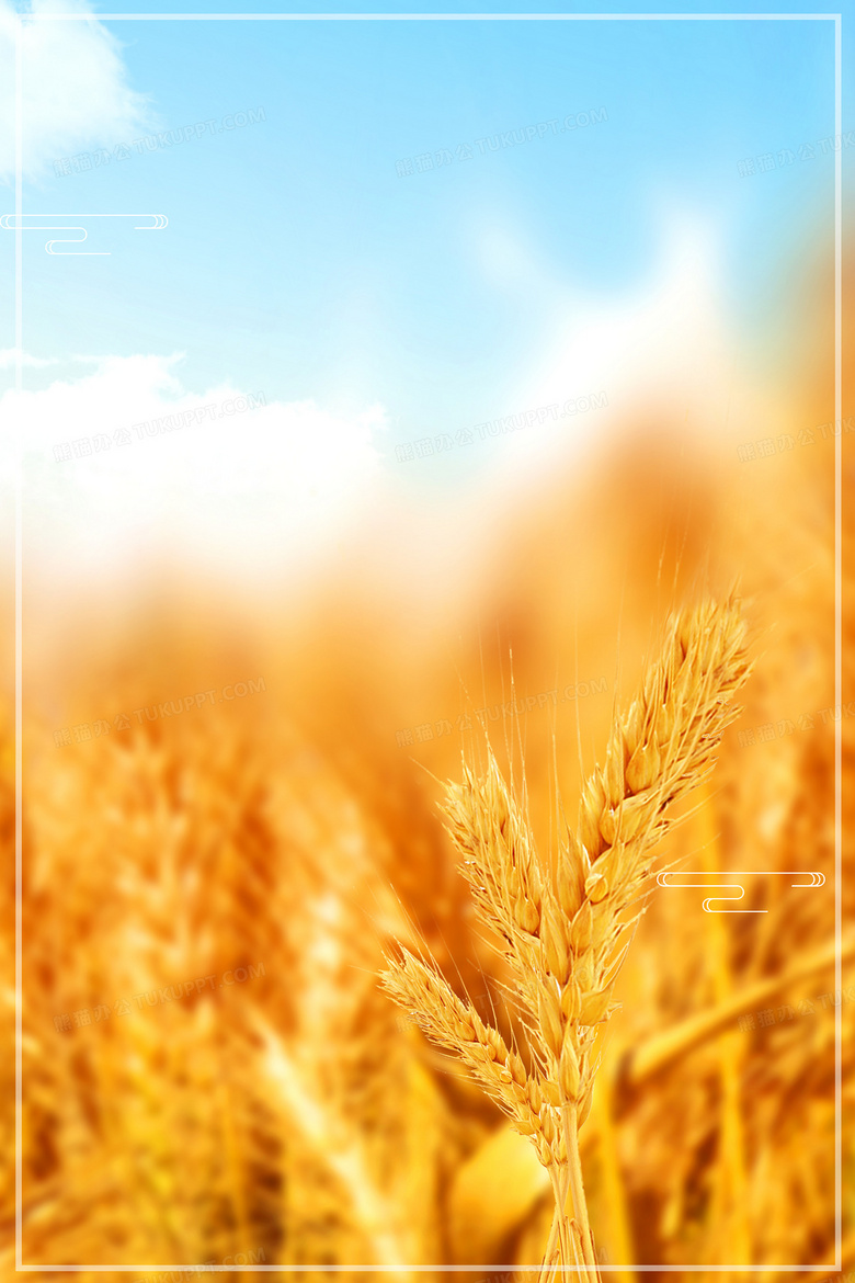 二十四节气芒种麦田麦穗背景背景图片素材免费下载 熊猫办公