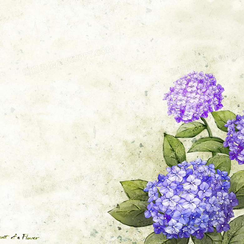 紫花怀旧背景图背景图片素材免费下载 怀旧背景 800 800像素 熊猫办公