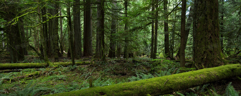 绿色原始森林背景背景图片素材免费下载 绿色背景 19 768像素 熊猫办公