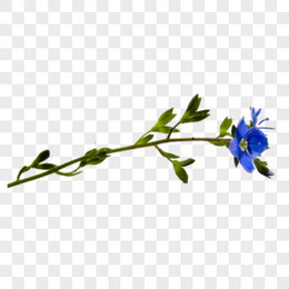 蓝色的花png图片素材免费下载 蓝色png 1299 1476像素 熊猫办公 蓝色的花png图片素材免费下载 蓝色png 1299 1476像素 熊猫办公