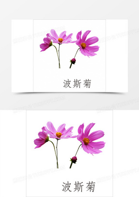 波斯菊素材 波斯菊图片 波斯菊免费模板下载 熊猫办公