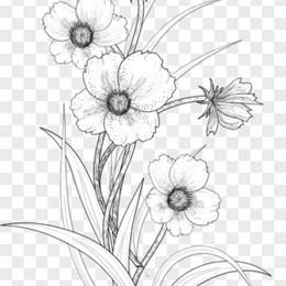 白描花图片 白描花素材 白描花png大全下载 熊猫办公