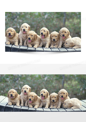 狗狗背景背景图片素材免费下载 熊猫办公