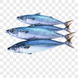 鲅鱼图片 鲅鱼素材 鲅鱼png大全下载 熊猫办公