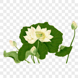 白莲花png图片素材免费下载 白莲花png 3402 3402像素 熊猫办公