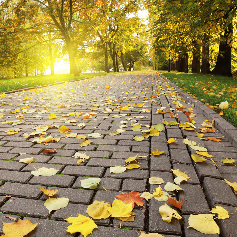 秋日唯美落叶清新