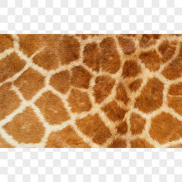 和柄花纹纹理png图片素材下载 素材png 熊猫办公