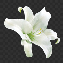 白百合花png图片素材免费下载 百合花png 658 1677像素 熊猫办公 白百合花png图片素材免费下载 百合花png 658 1677像素 熊猫办公