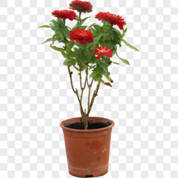 透明花图片 透明花素材 透明花png大全下载 熊猫办公