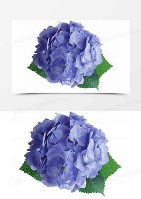 紫阳花素材 紫阳花图片 紫阳花素材图片下载 熊猫办公