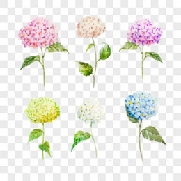 紫阳花图片 紫阳花素材 紫阳花png大全下载 熊猫办公