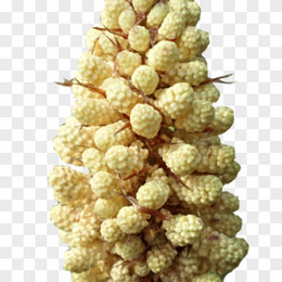 松花图片 松花素材 松花png大全下载 熊猫办公